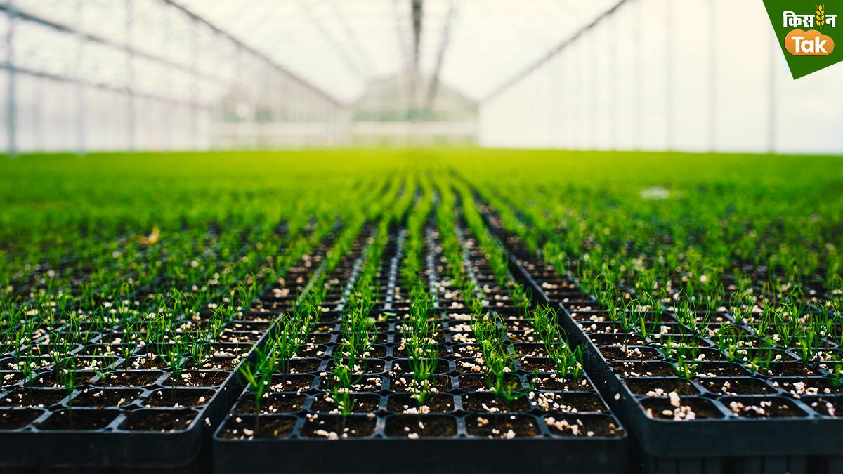 Vegetables Nursery: प्रो-ट्रे तकनीक से उगाएं सब्जियों की हेल्दी नर्सरी, बेहतर लाभ और फायदे अनेक