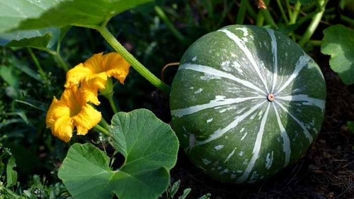 कद्दू की पांच सबसे बेहतरीन किस्में जो बढ़ा सकती हैं आपकी कमाई