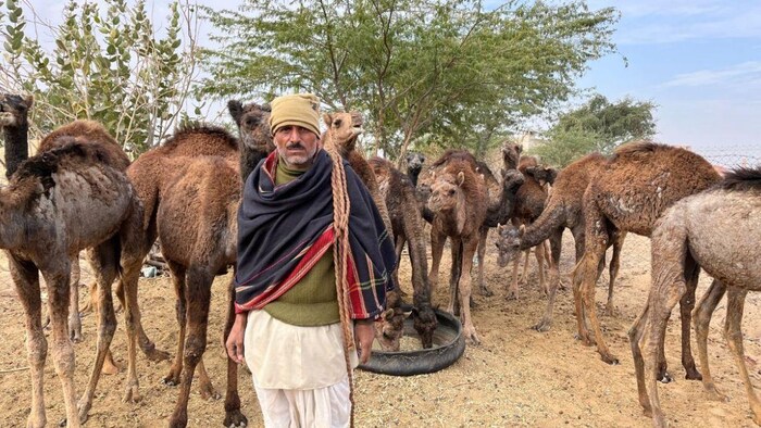 राजस्थान में क्यों कम हो रहे ऊंट. फोटो- Madhav Sharma