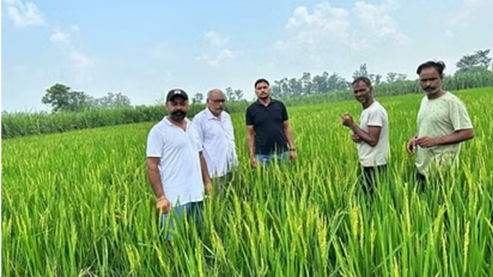 चूहों ने बर्बाद कर दी धान की फसल