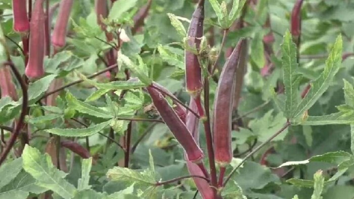 मार्केट में आई लाल भिंडी की खास किस्म, बीमारी से रहेगी दूर