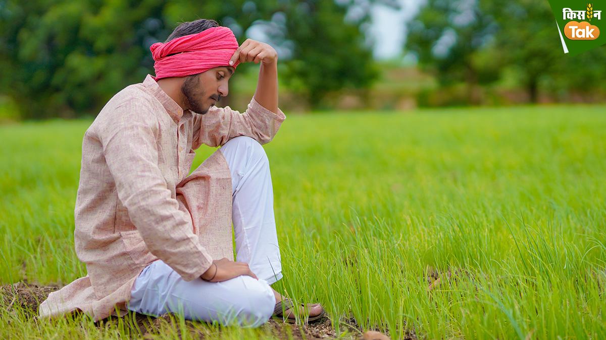 हरियाणा के कई जिले के किसानों को नहीं मिलेगा फसल बीमा योजना का लाभ, सांकेतिक तस्वीर