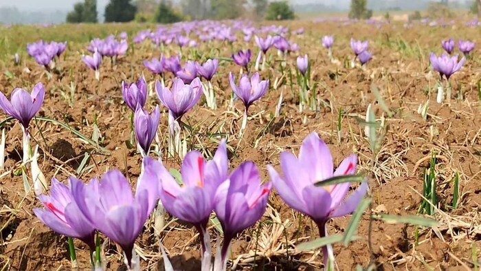 खेत में लगे केसर के फूल का प्रतीकात्मक फोटो. फोटो क्रेडिट-इरशाद