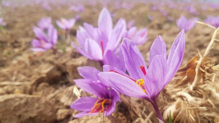 केसर की खेती से बदलेगी बंगाल के किसानों की किस्मत