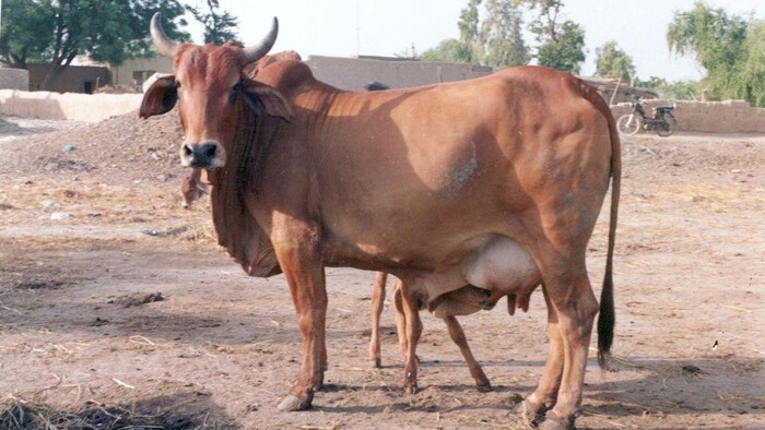 नंदिनी कृषक समृद्धि योजना क्या है?, सांकेतिक तस्वीर