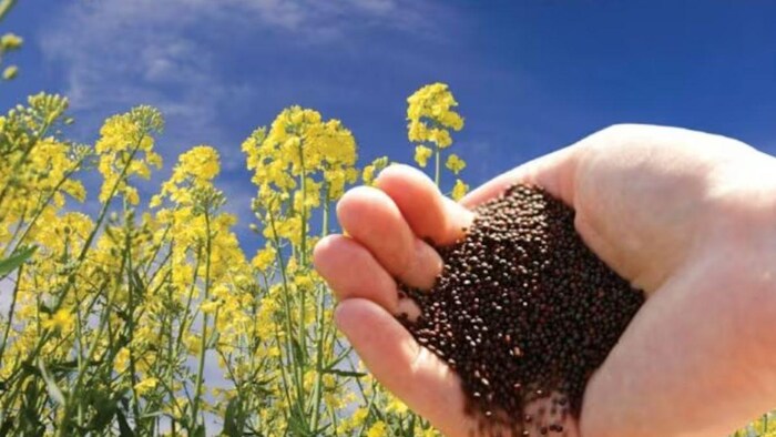 140 रुपये में मिल रहा सरसों का दो किलो बीज