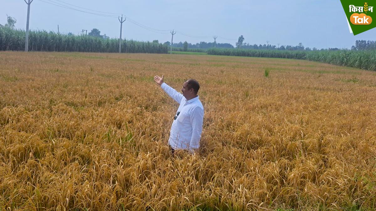 कीटनाशक छिड़कने के दूसरे दिन सूख गई हरी लहलाती फसल, किसान ने लगाया ये आरोप