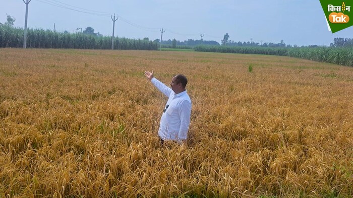 धान की बर्बाद फसल के बीच खड़ा पीड़ित किसान सरताज. फोटो क्रेडिट- आलम