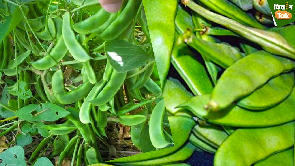 जानिए सेम की अच्छी किसमों के बारे में