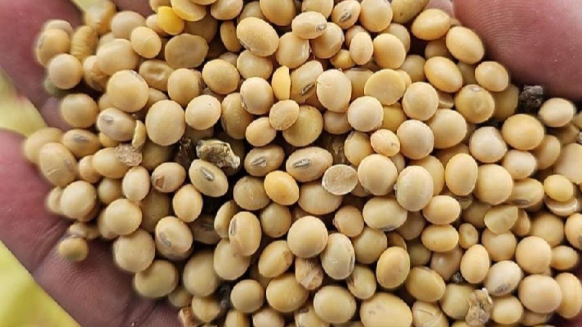 Soybean Price: मंड‍ियों में सोयाबीन की आवक शुरू, जान‍िए कहां क‍ितना है दाम? 