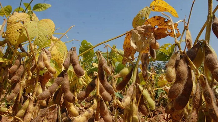 पानी के अभाव में सूख रही सोयाबीन की फसलें