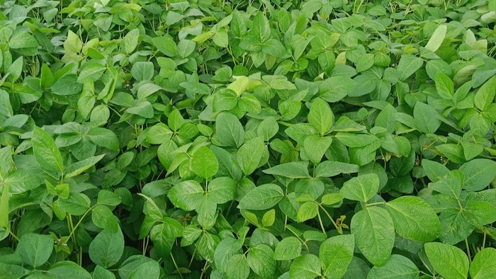 सोयाबीन का कम हुआ रकबा (photo kisan tak)