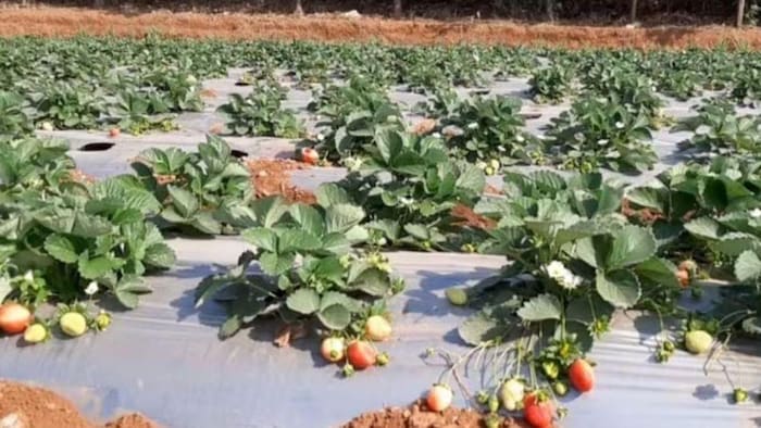 जानिए स्ट्रॉबेरी की अच्छी किस्मों के बारे में