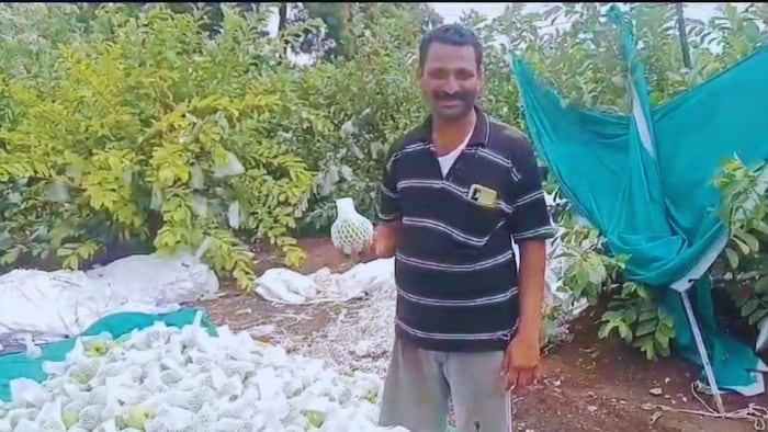 महाराष्ट्र के किसान ने अमरूद से कमाया आठ लाख का मुनाफा