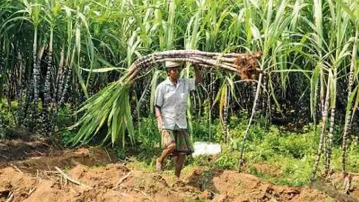 गन्ने के समर्थन मूल्य में बढ़ोतरी की तैयारी