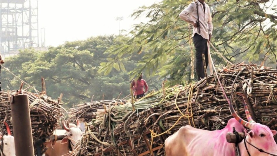 Sugarcane farmers: गन्ना बेचने के बाद गायब हो गए इस जिले के 801 किसान, विभाग द्वारा हो रही है तलाश Sugarcane farmers: गन्ना बेचने के बाद गायब हो गए इस जिले के 801 किसान, विभाग द्वारा हो रही है तलाश