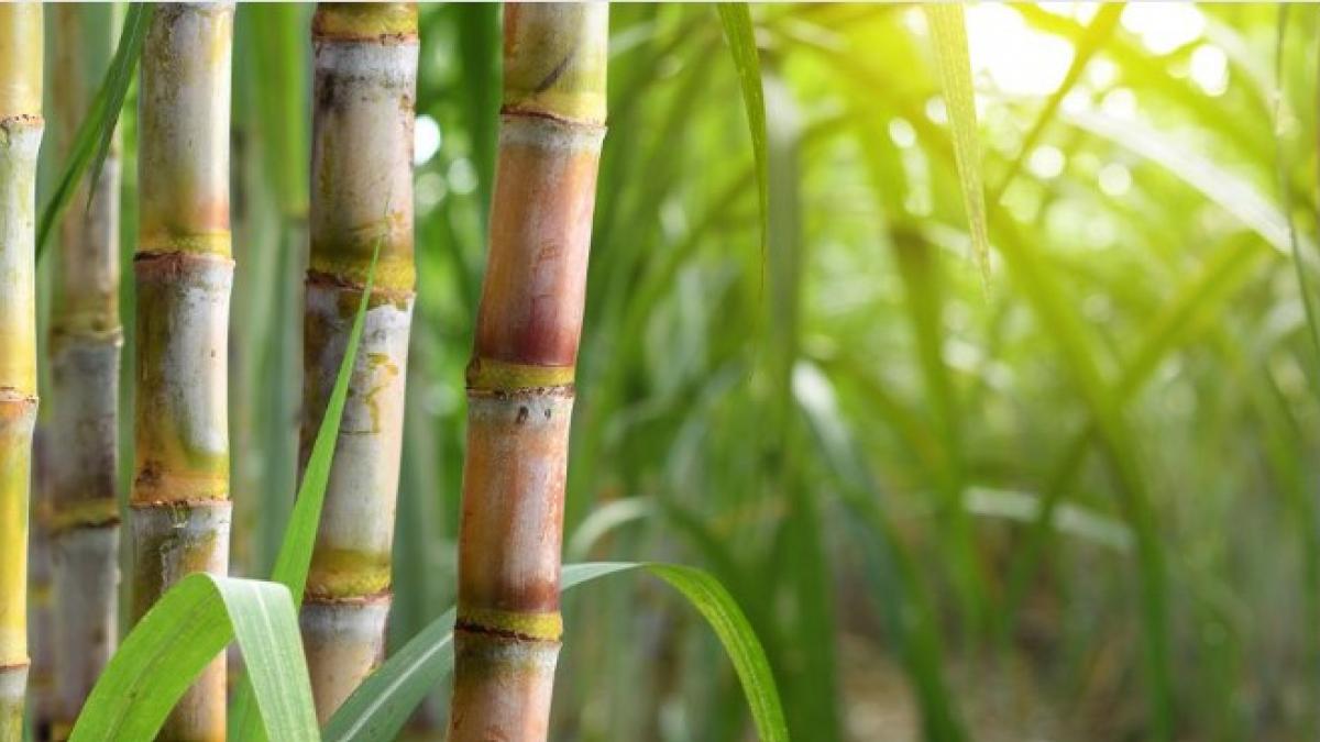 महाराष्ट्र में घट सकता है गन्ने का उत्पादन                  फोटोः किसान तक