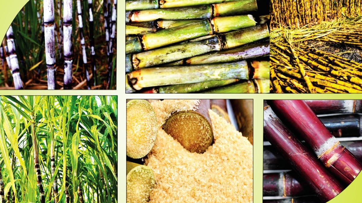 इस साल गन्ना संकट का सामना कर सकता है महाराष्ट्र (Photo-Ministry of Agriculture).