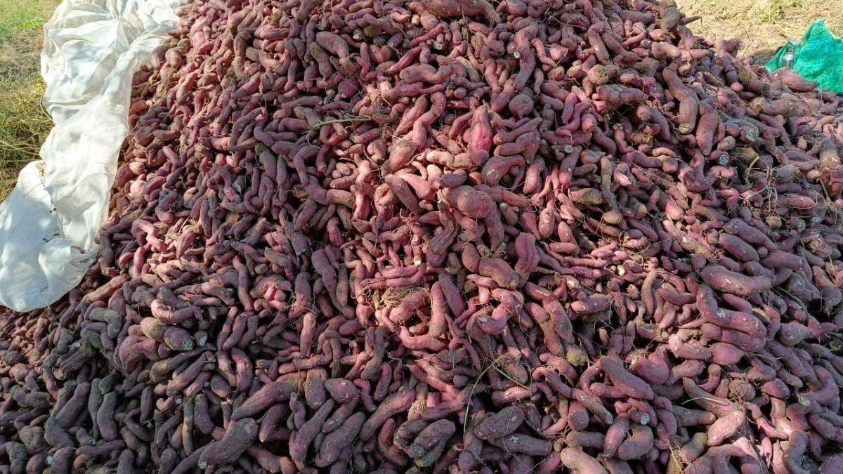 Sweet Potato farming: किसानों के लिए फायदे का सौदा है शकरकंद  की खेती, बुआई-सिंचाई और उन्नत किस्मों के बारे में जानिए