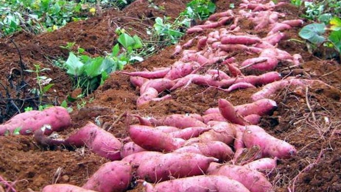 शकरकंद की ये हैं 5 सबसे उन्नत किस्में