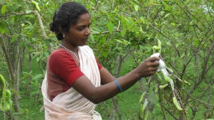 तसर सिल्क किसान फोटोः तसर अनुसंधान केंद्र