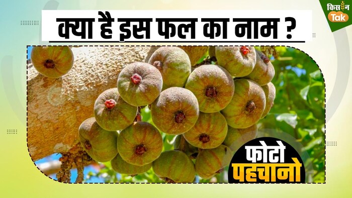 सेब और आम से भी अधिक फायदेमंद है यह फल