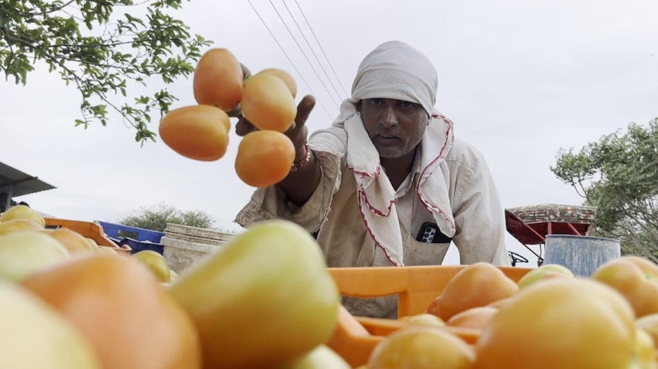 Tomato Price: टमाटर की खेती करने वाले किसान बेहाल, अब सिर्फ 2 से 4 रुपये मिल रहा दाम  Tomato Price: टमाटर की खेती करने वाले किसान बेहाल, अब सिर्फ 2 से 4 रुपये मिल रहा दाम