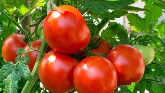 सितंबर महीने में टमाटर की इन पांच किस्मों की करें बुवाई