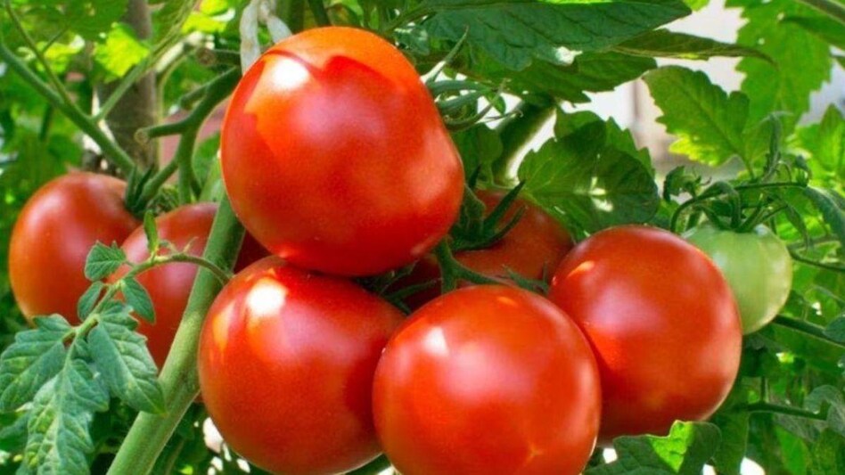सितंबर महीने में टमाटर की इन पांच किस्मों की करें बुवाई, कुछ ही दिनों में तैयार होगी फसल   सितंबर महीने में टमाटर की इन पांच किस्मों की करें बुवाई, कुछ ही दिनों में तैयार होगी फसल