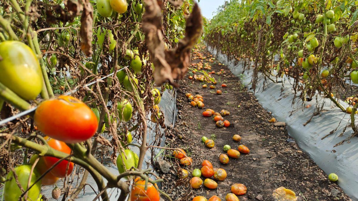 किसानों के लिए फिर घाटे का सौदा बना टमाटर