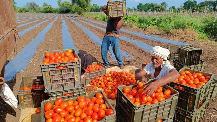 टमाटर की कीमतों में आई गिरावट