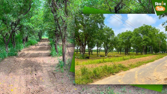 नीम और अरडू के पेड़. फोटो क्रेडिट-किसान तक