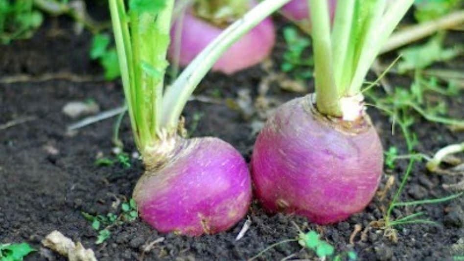 Turnip Farming: किसानों की कमाई बढ़ाने के साथ सेहत का रंग भी निखारता है शलजम, ये हैं 5 उन्नत किस्में Turnip Farming: किसानों की कमाई बढ़ाने के साथ सेहत का रंग भी निखारता है शलजम, ये हैं 5 उन्नत किस्में