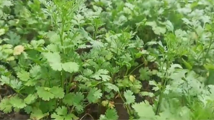 जानिए धनिये की अच्छी किस्मों के बारे में