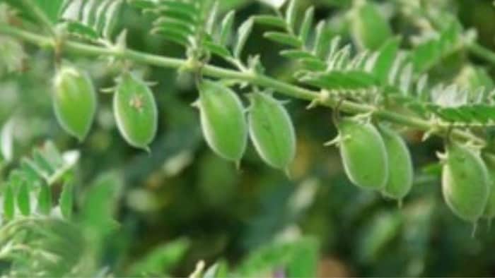 जानिए चने की अच्छी किस्मों के बारे में