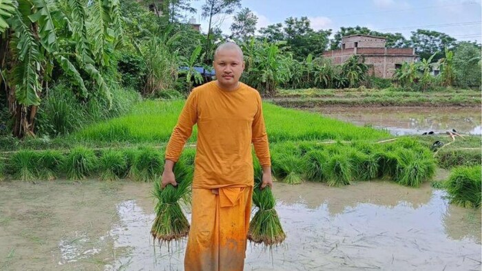 बोधगया में विदेशी चावल स्टीकी राइस की हो रही खेती. फोटो -किसान तक