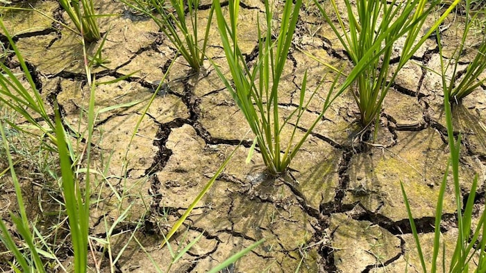 पानी के अभाव में सूख रहे धान की फसल. फोटो-किसान तक