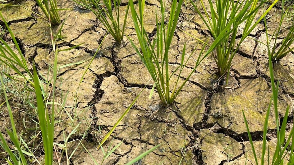 Bihar Weather News: मॉनसून अपने अंतिम पड़ाव पर, फिर भी सूखाग्रस्त हैं बिहार के कई जिले   Bihar Weather News: मॉनसून अपने अंतिम पड़ाव पर, फिर भी सूखाग्रस्त हैं बिहार के कई जिले
