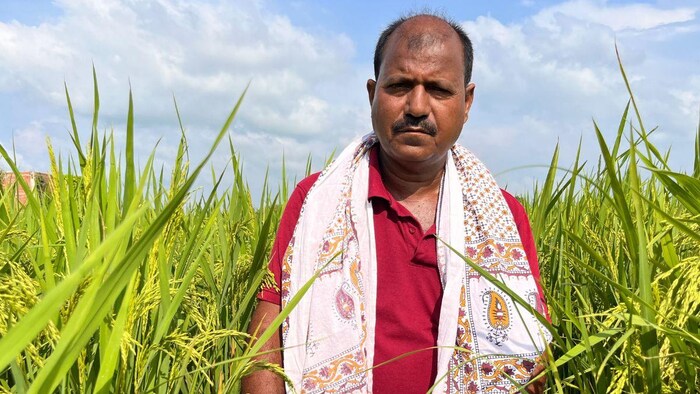बिहार के किसान आनंद कुमार पांडेय सितंबर में कर रहे धान की कटनी. फोटो-किसान तक