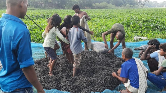 मखाना का गुरिया (बीज). फोटो-किसान तक