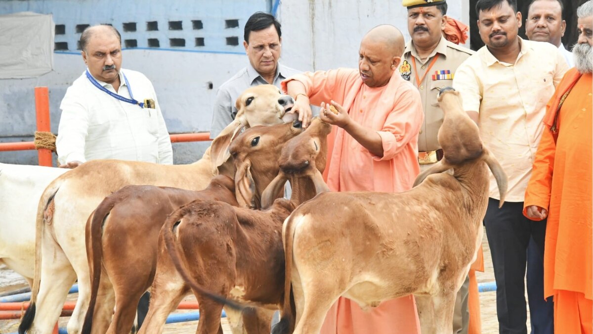 UP News: श्रीकृष्ण जन्माष्टमी के अवसर पर 'गौशालाओं' में होगा भव्य आयोजन, सीएम योगी ने दिए निर्देश