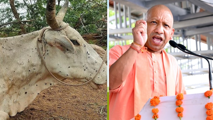 सीएम योगी ने कहा कि गोआश्रय स्थलों में अनावश्यक लोगों का प्रवेश प्रतिबंधित कर दिया जाए.