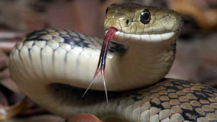 हरदोई में एक साथ सर्पदंश का शिकार हुए 4 बच्चे