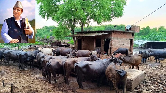 कई भैंस-गाय रोजाना दूध नहीं देती. ऐसे में खर्चा निकालना बहुत मुश्किल हो जाता है. (Photo-Kisan Tak)