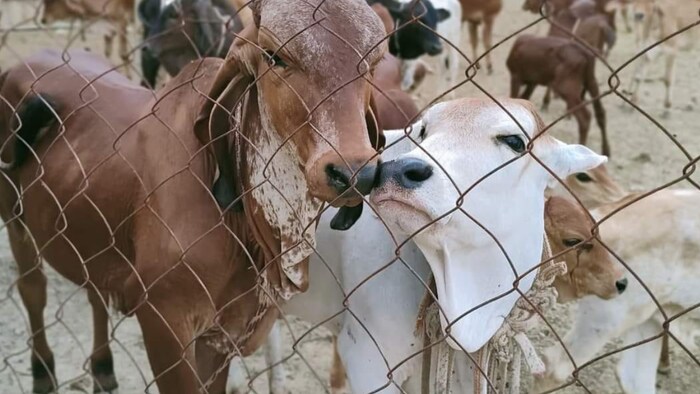 इस योजना का लाभ प्रदेश के प्रगतिशील पशुपालक अधिकतम 2 गायों पर उठा सकेंगे.