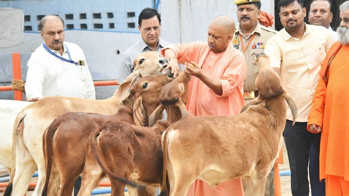 प्रदेश में अब भी लगभग 2.5 से 3 लाख निराश्रित गोवंश (Photo-CM Yogi office)