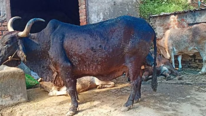 Lumpy Cases: बाराबंकी जिले में लंपी वायरस से पीड़ित 212 संदिग्ध पशु मिले है.