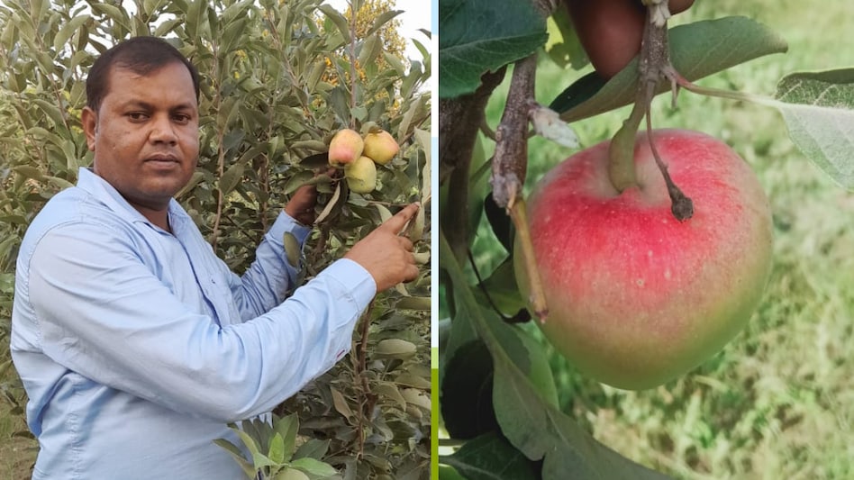 Success Story: यूपी के इस स्मार्ट किसान ने शुरू की सेब और अंजीर की खेती, एक साल में कमा रहे अच्छा मुनाफा Success Story: यूपी के इस स्मार्ट किसान ने शुरू की सेब और अंजीर की खेती, एक साल में कमा रहे अच्छा मुनाफा