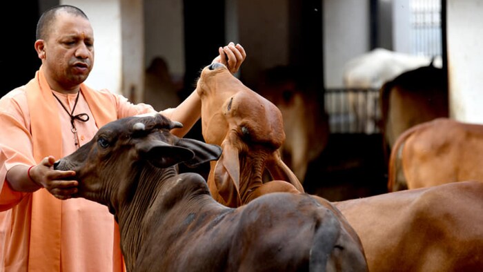 प्रदेश भर में छुट्टा घूम रहे गोवंश का होगा संरक्षण
