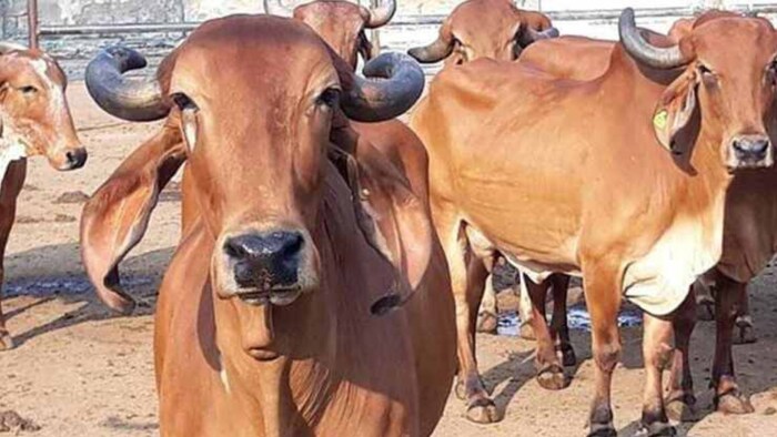 Baghpat: गोशाला में जल्द बनेगी बायोगैस